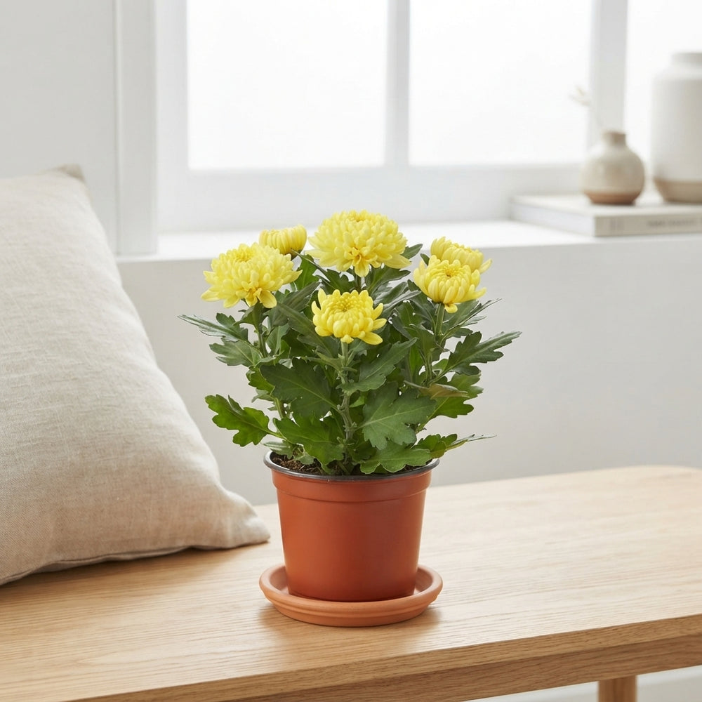 Yellow Chrysanthemum (Chrysanthemum indicum) – 12cm Pot