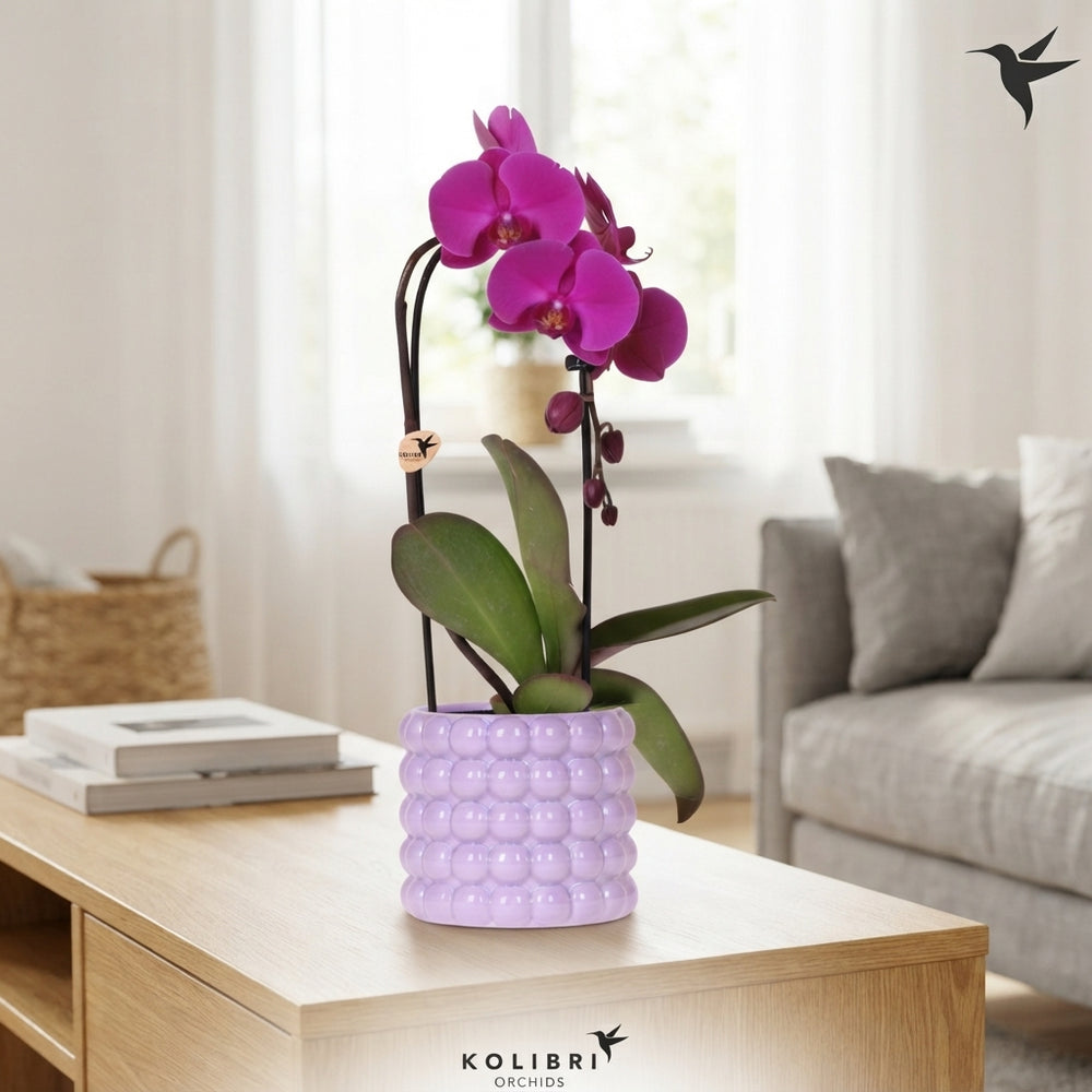 Mixed Phalaenopsis Orchid – 12cm Ceramic Pot