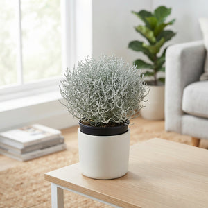 Silver Cushion Bush (Leucophyta brownii) – 12cm Pot