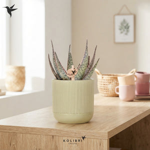 Mixed Cactus and Succulent Arrangement – 9cm Ceramic Pot