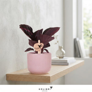 Mixed Calathea Houseplant – 6cm Ceramic Pot
