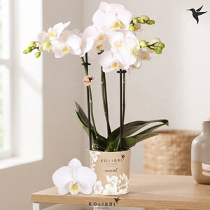 White Phalaenopsis Orchid ‘Alaska’ – 9cm Pot