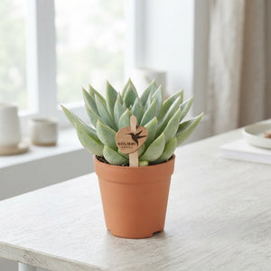 Mixed Echeveria Succulent – 8.5cm Pot