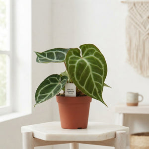 Anthurium crystallinum – 12cm Pot, 30cm High