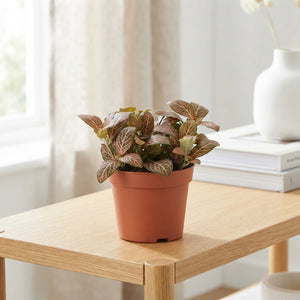 Fittonia ‘Joly Josan’ Nerve Plant – 8.5cm Pot