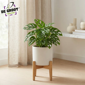 Monstera adansonii Swiss Cheese Plant – 12cm Pot