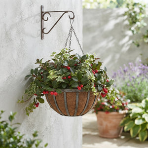 Big Berry Gaultheria Hanging Plant – 50cm Pot