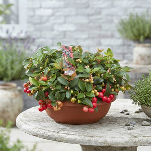 Big Berry Gaultheria Wintergreen – 30cm Pot