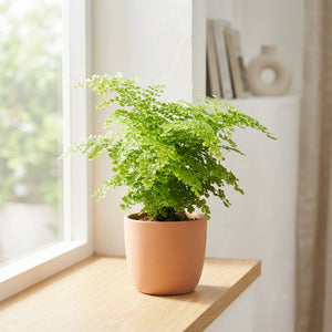 Maidenhair Fern (Adiantum fragrans) – 14cm Pot