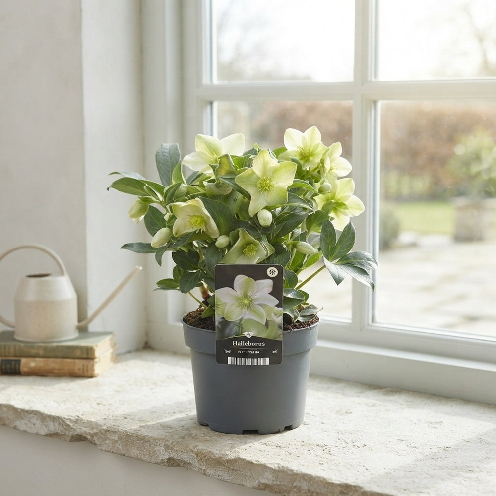 Hellebore ‘Viviana’ – 17cm Pot, 35cm High