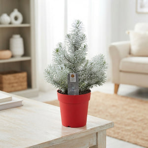 Pinus ‘Silver Crest’ Evergreen Conifer – 17cm Pot