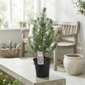 Silver Crest Pine (Pinus) – 15cm Pot, 47cm High