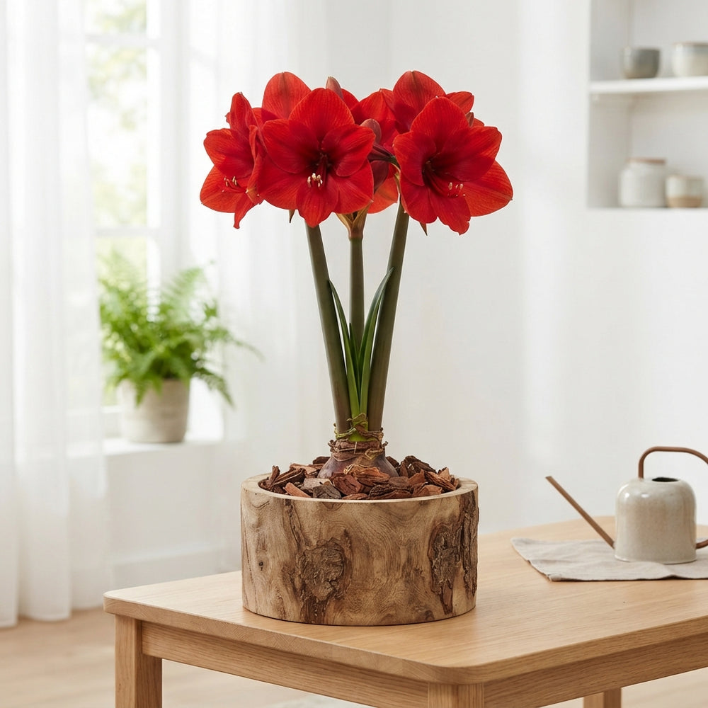 Red Hippeastrum Arrangement in a 30cm Wooden Pot