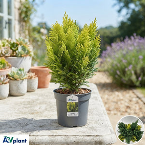 Mixed Conifer Plant – 10.5cm Pot, Approx. 38cm