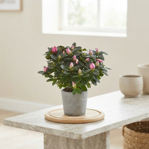 Mixed Rhododendron Houseplant (Rhododendron simsii) – 12cm Pot