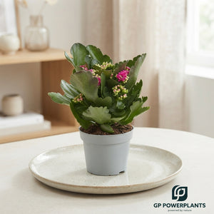 Purple Double Kalanchoe – 12cm Pot