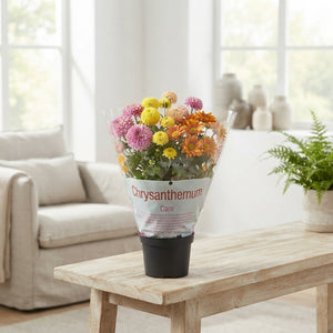 Mixed Chrysanthemum – 15cm Pot, Approx. 30cm High