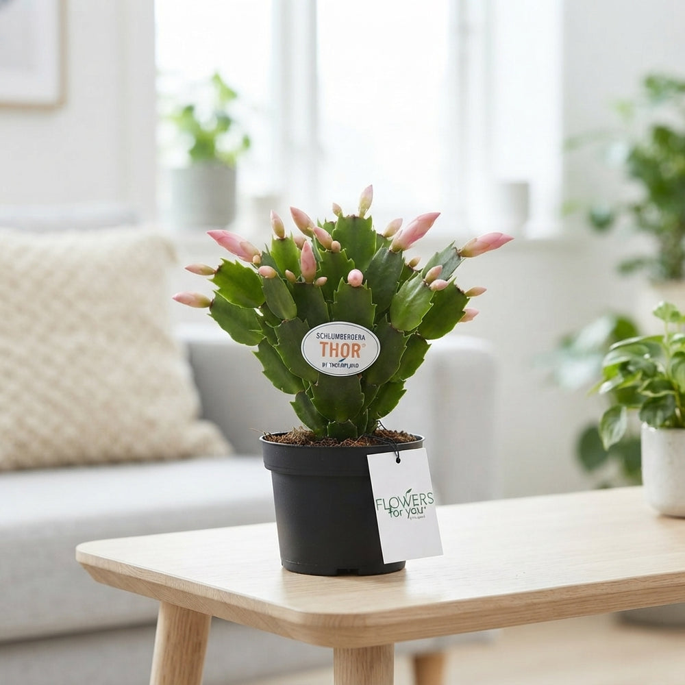 Mixed Schlumbergera Christmas Cactus – 9cm Pot
