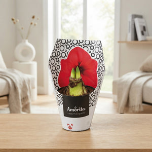 Mixed Hippeastrum (Amaryllis) – 14cm Pot