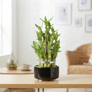 Lucky Bamboo (Dracaena sanderiana) – 8cm Pot