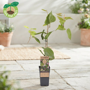 Actinidia kolomikta Kiwi Vine – 15cm Pot, 70cm Tall