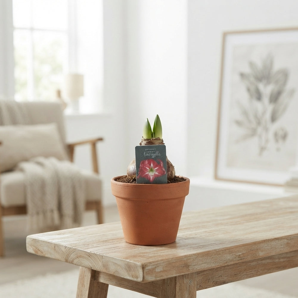 Mixed-Colour Amaryllis (Hippeastrum) – 15cm Terracotta Pot