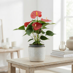 Anthurium Flowering Houseplant – 12cm Pot