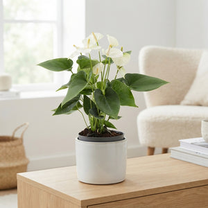White Anthurium Houseplant – 14cm Pot