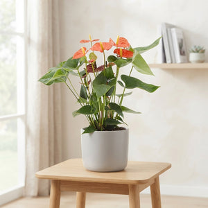 Orange Anthurium – 14cm Pot, 45cm High