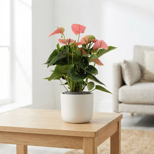 Orange Anthurium – 14cm Pot, 45cm High
