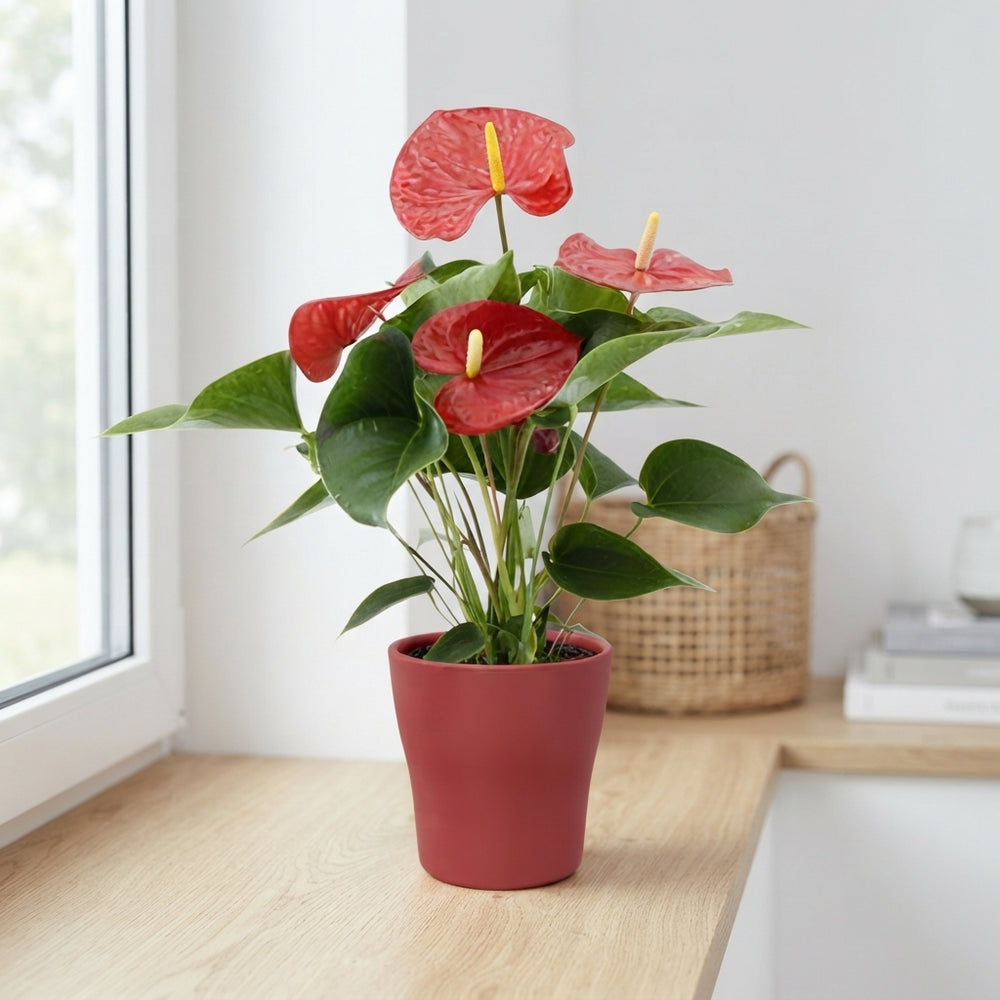 Anthurium ‘Everio’ Flowering Houseplant – 12cm Pot