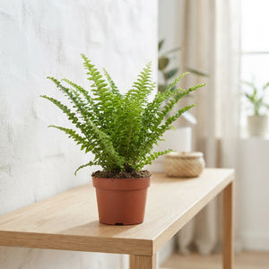 Mixed Fern Houseplant – 12cm Pot, 30cm High