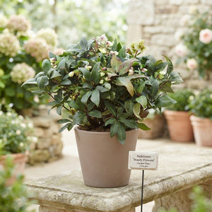 Hellebore ‘Beauty Princess’ – 17cm Pot