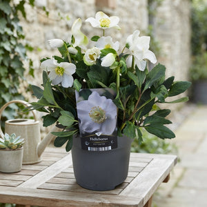 White Hellebore (Helleborus) – 17cm Pot