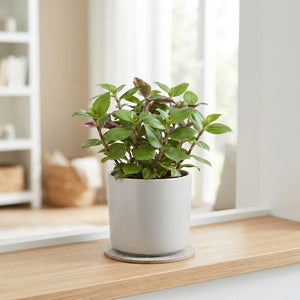 Autumn Mix Green Houseplant – 10.5cm Pot