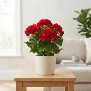 Double-Flowered Begonia (Begonia Elatior Group) – 14cm Pot