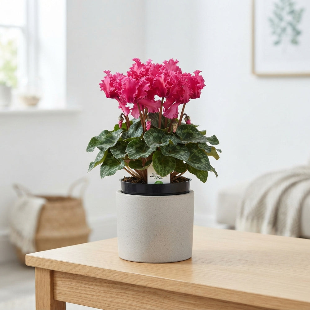 Hot Pink Curly Cyclamen (Cyclamen persicum) – 13cm Pot