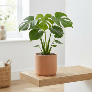 Swiss Cheese Plant (Monstera deliciosa) – 14cm Pot