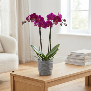 Phalaenopsis Orchid Mix – 2 Stems, 12cm Pot