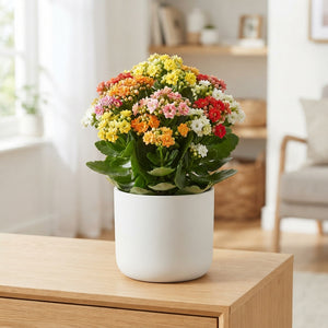 Mixed Kalanchoe Double – 23cm Pot