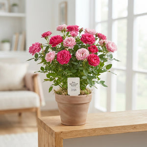 Rosa Dolc'amore® Maxima Rose – 14cm Pot