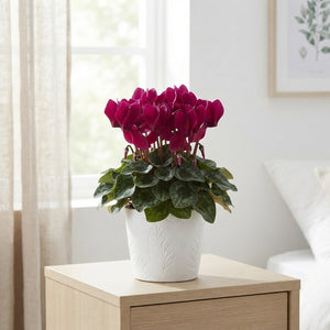 Mixed Large-Flowered Cyclamen persicum – 13cm Pot