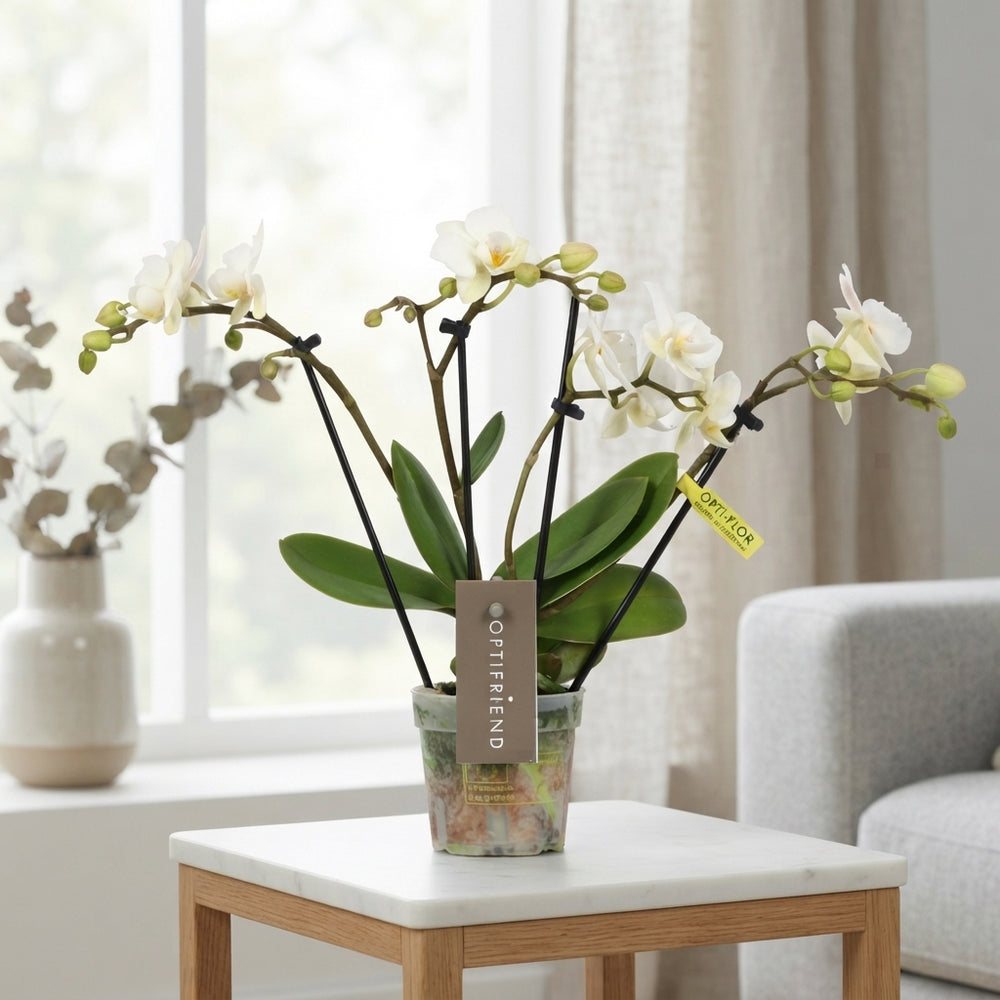 White Phalaenopsis Orchid – 7cm Pot, 30cm Tall