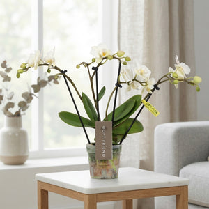 White Phalaenopsis Orchid – 7cm Pot, 30cm Tall