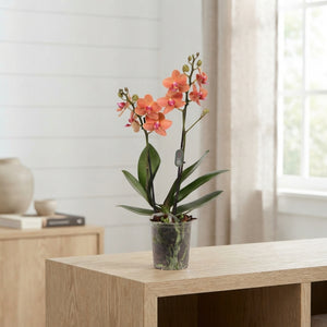 Phalaenopsis Orchid ‘Bolzano’ – 2 Stem, 9cm Pot