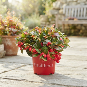 Gaultheria Wintergreen Plant – 17cm Pot