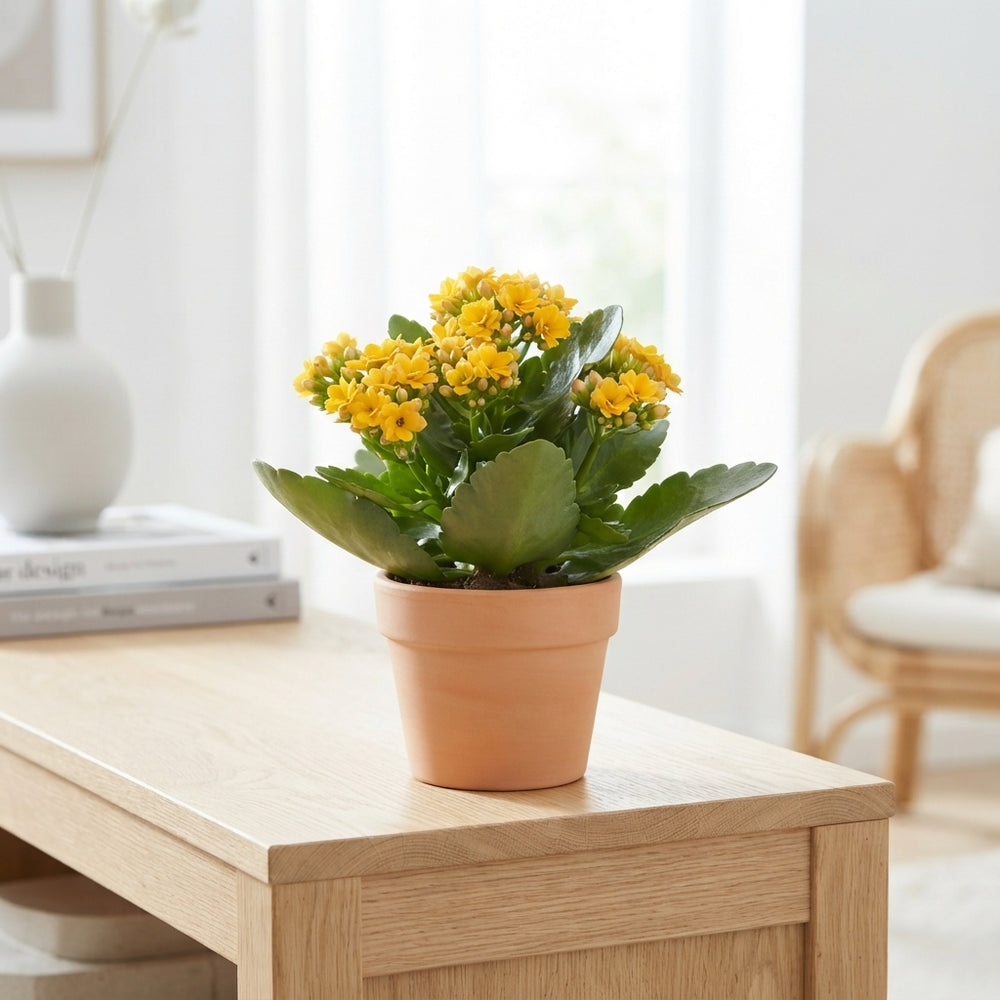 Mixed-Colour Kalanchoe – 9cm Pot, 17cm High