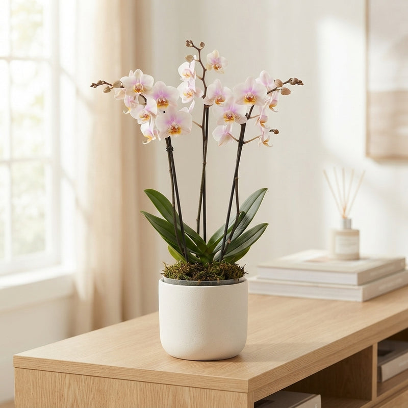 White Phalaenopsis Orchid ‘San Jose’ – 3 Spikes, 12cm Pot