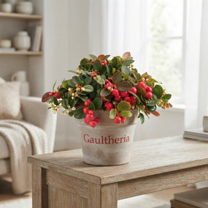 Wintergreen (Gaultheria procumbens) – 12cm Pot