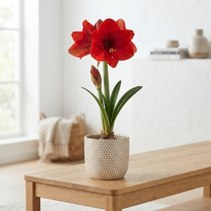 Amaryllis Arrangement in Ceramic Dotz Pot – 18cm